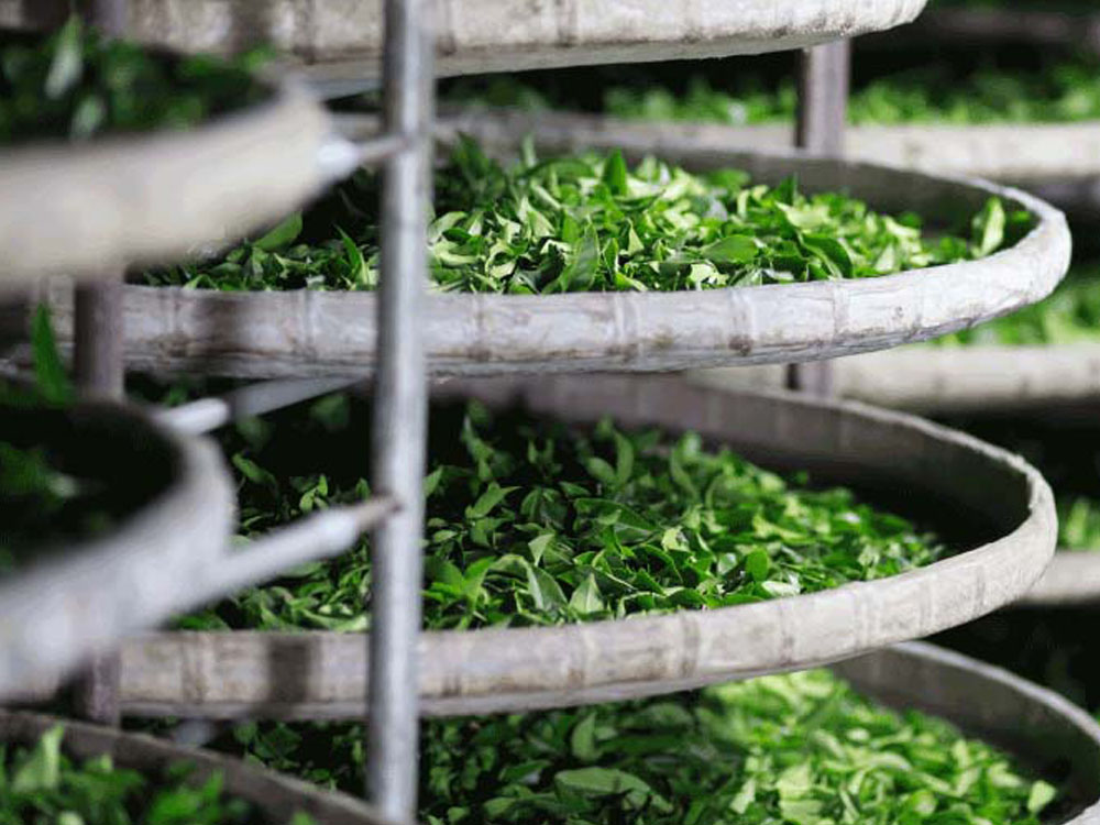 Taiwan Alishan Tea leaves